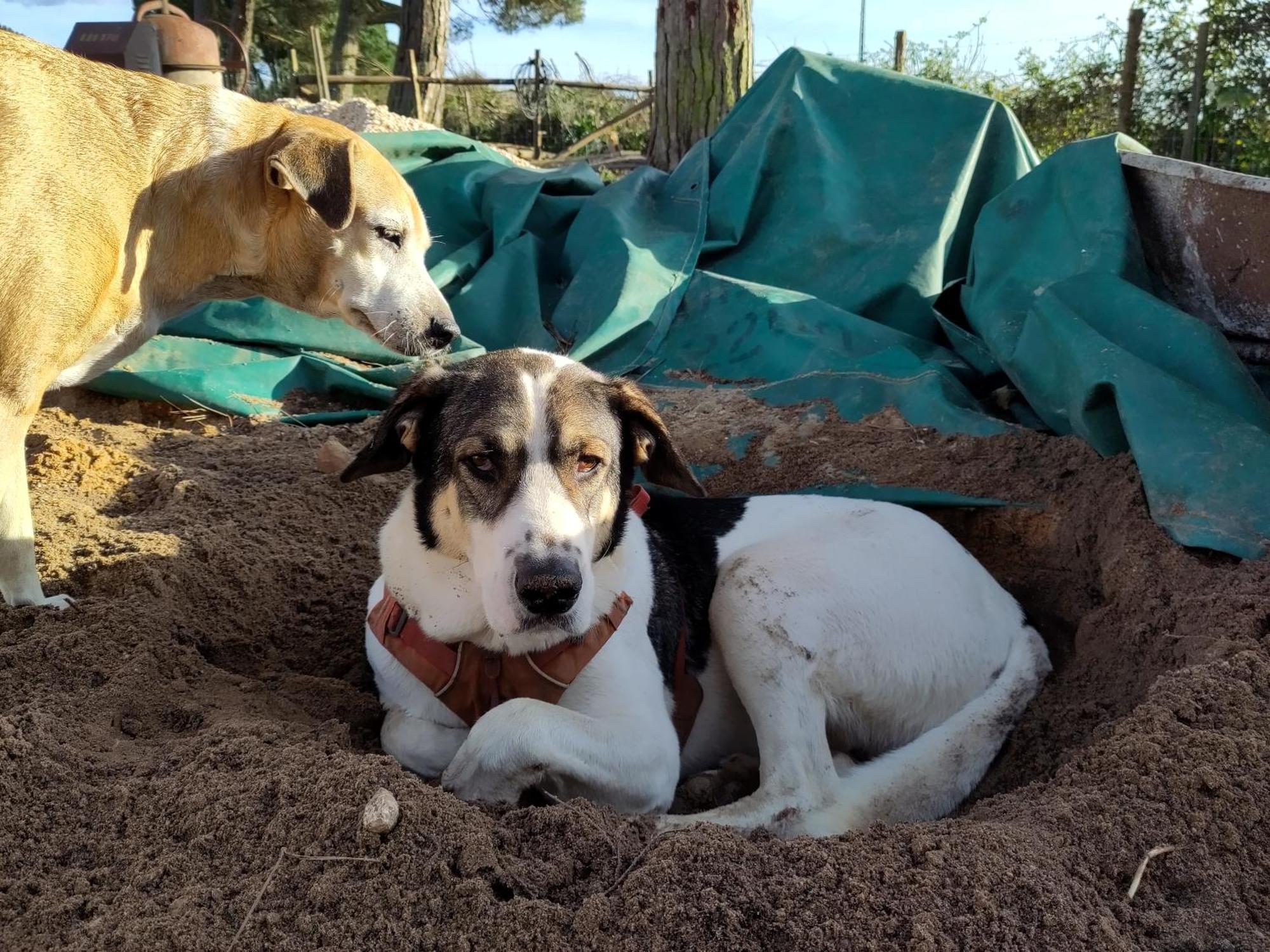Cosy Nest In Animal Rescue Monte Dos Vagabundos Hotell São Teotónio Eksteriør bilde